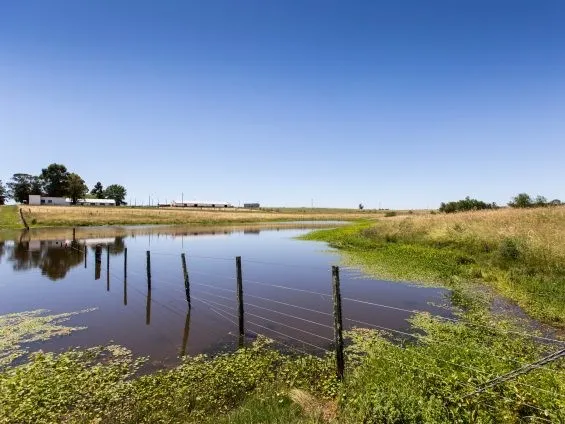 Flooded pasture outside Las Brujas in southern Uruguay. Credit: Francesco Fiondella/IRI