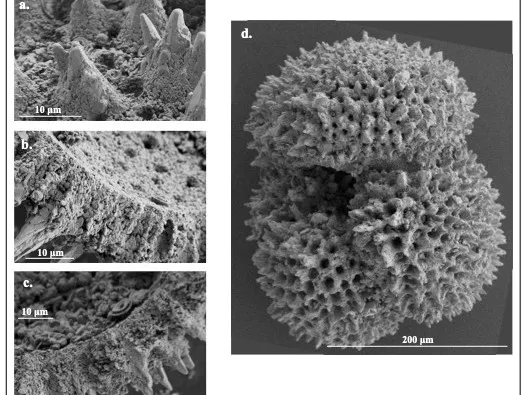 Microscopic shelled creatures called foraminifera, seen here under a scanning electron microscope. Credit: Dustin Harper