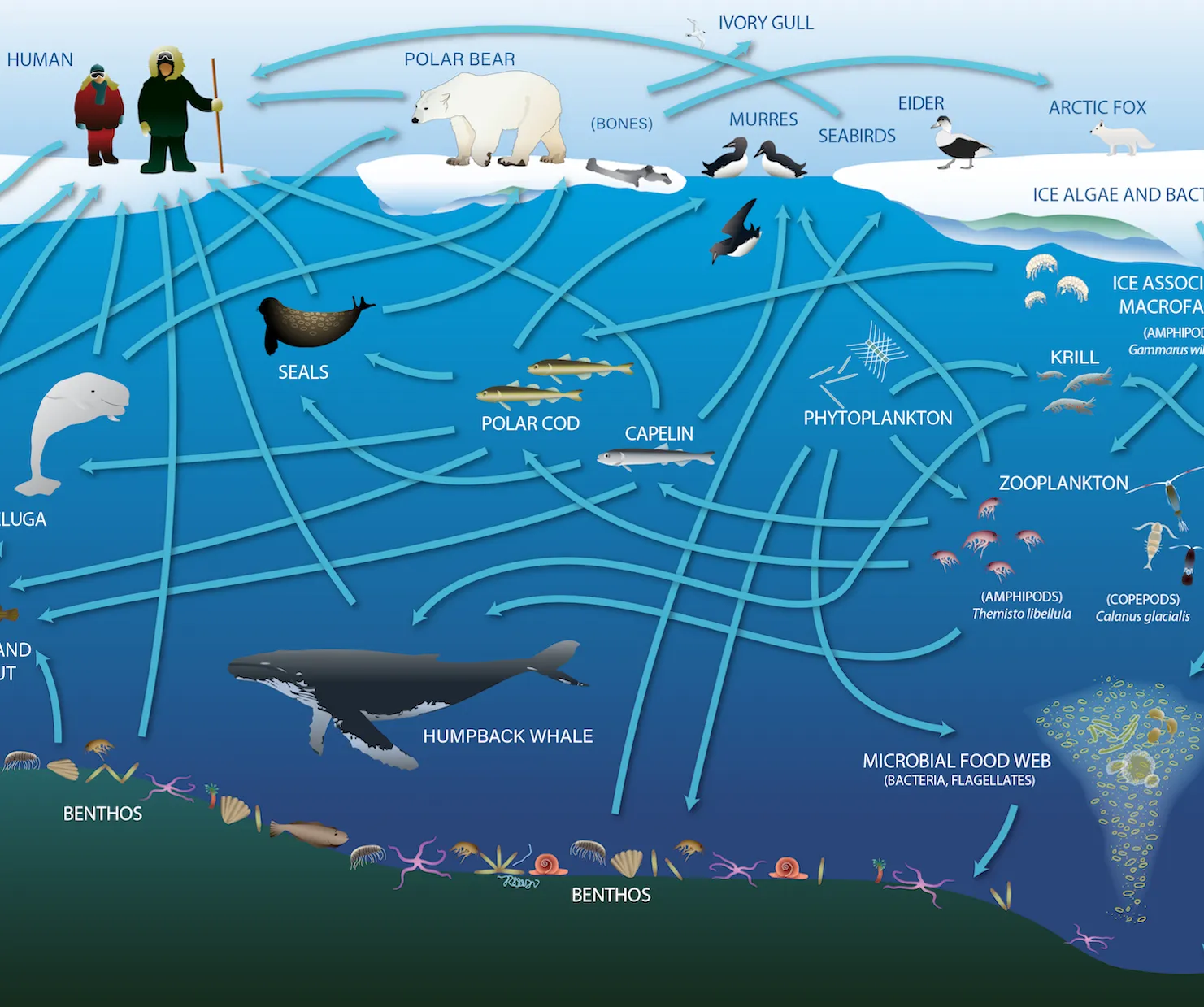 Food Web of Greenland Marine Life