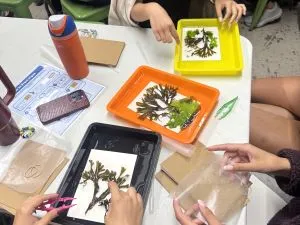 Creating a seaweed press