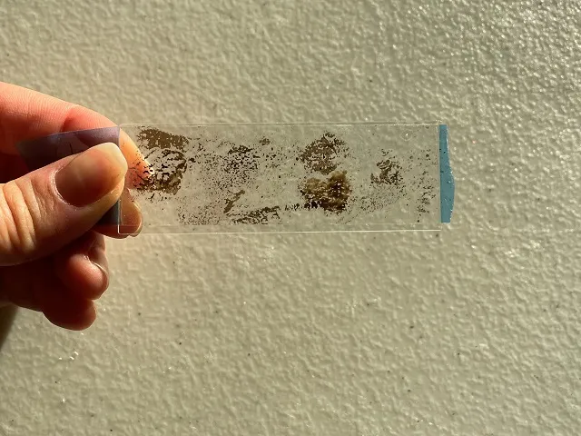 Using accessible, inexpensive, and easy to use methods, participants will be able to collect, filter, and set their own microplastic samples on slides for further analysis.