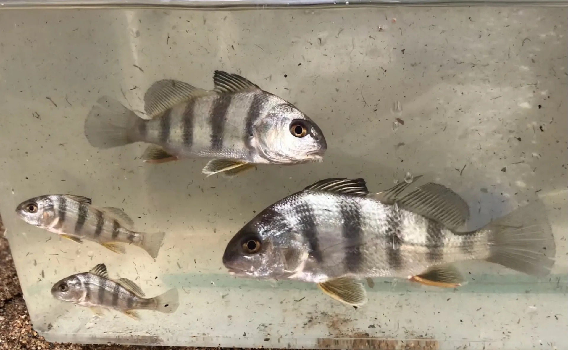 Black Drum Fish 