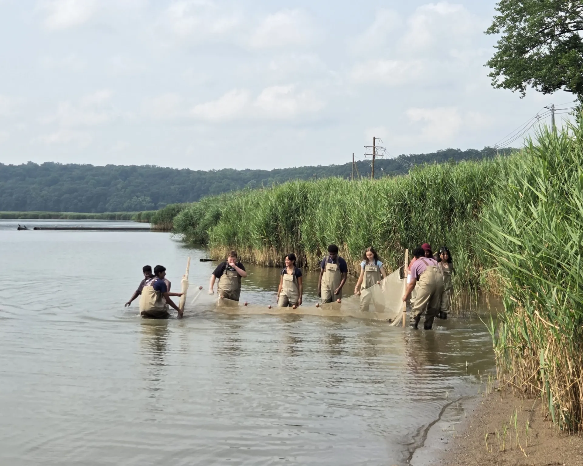 Interns seining at Bob's Beach by Piermont Marsh