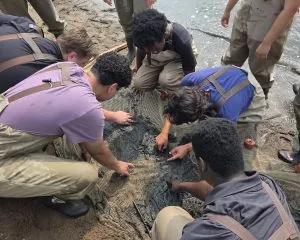 People looking through seine net for fish and crabs 