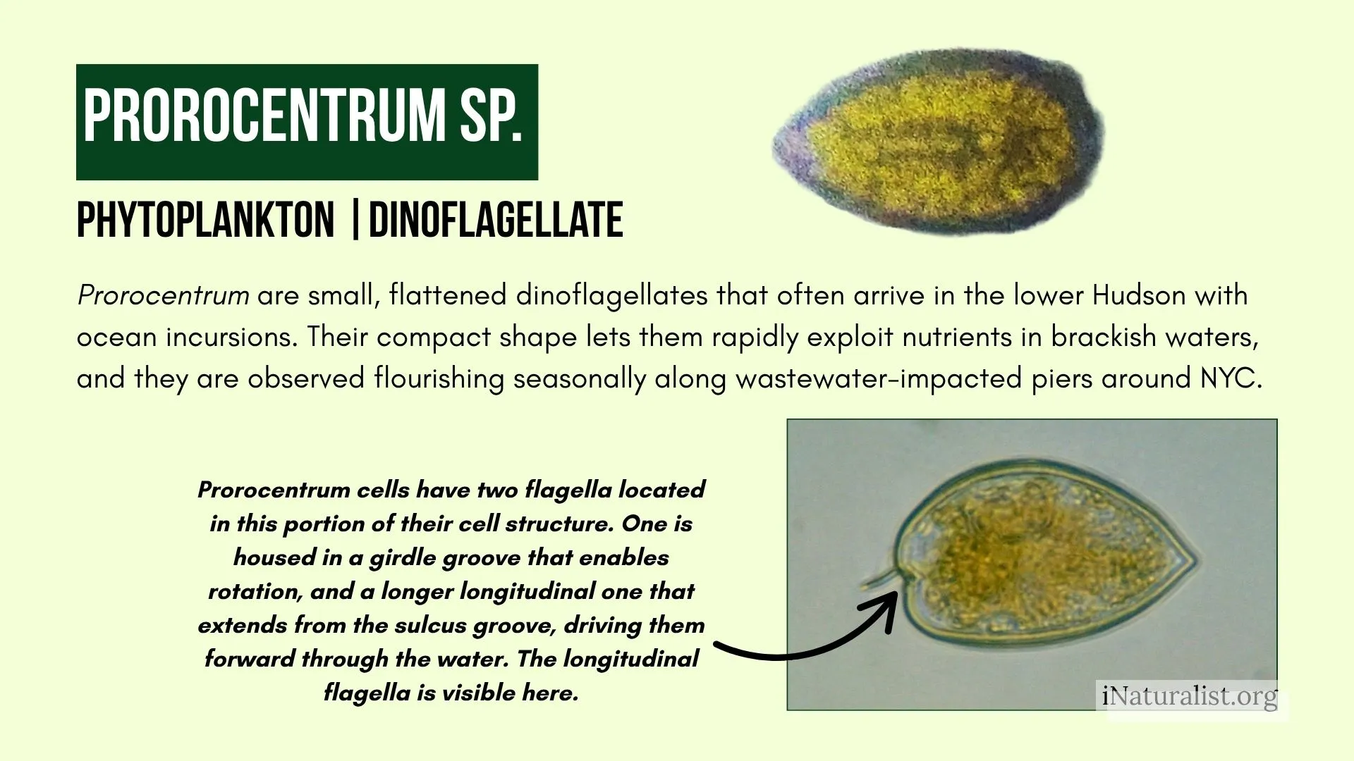 Phytoplankton: Prorocentrum sp.
