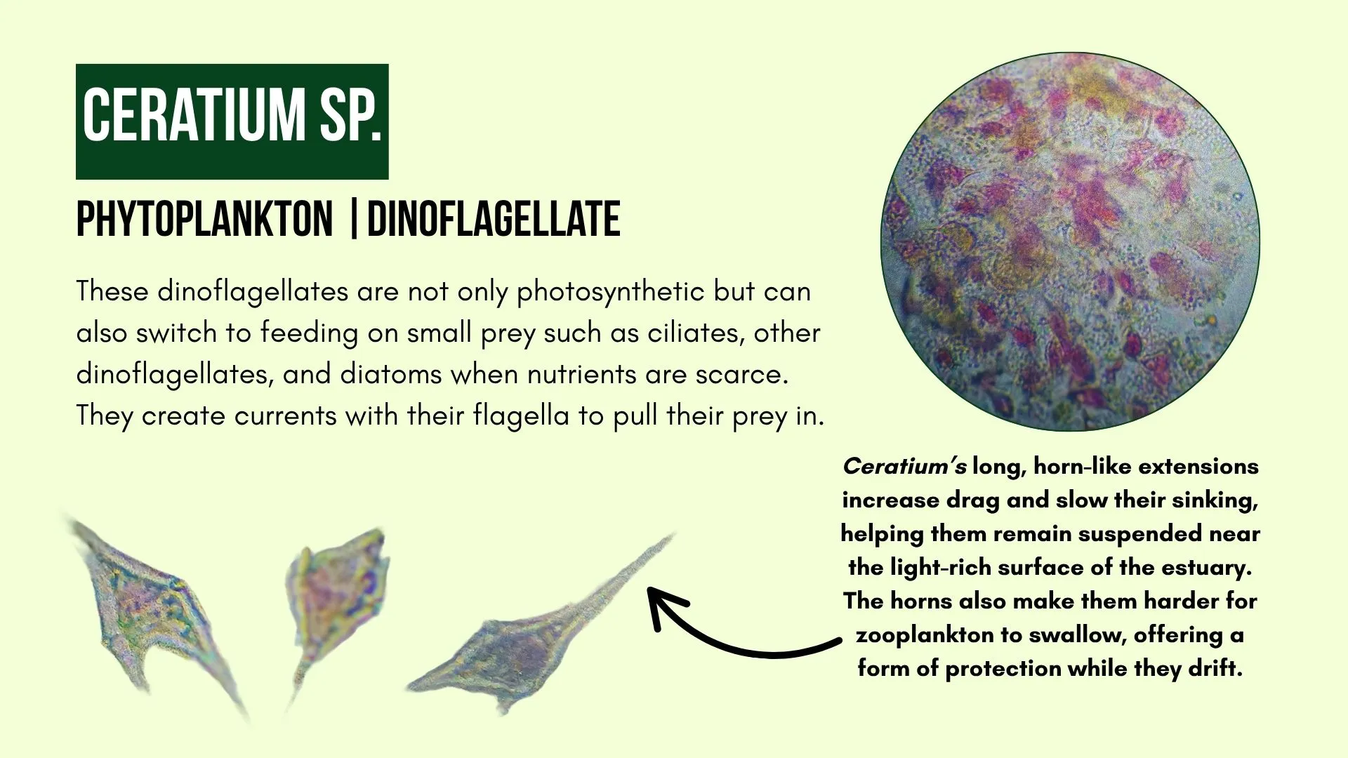Phytoplankton: Ceratium sp.