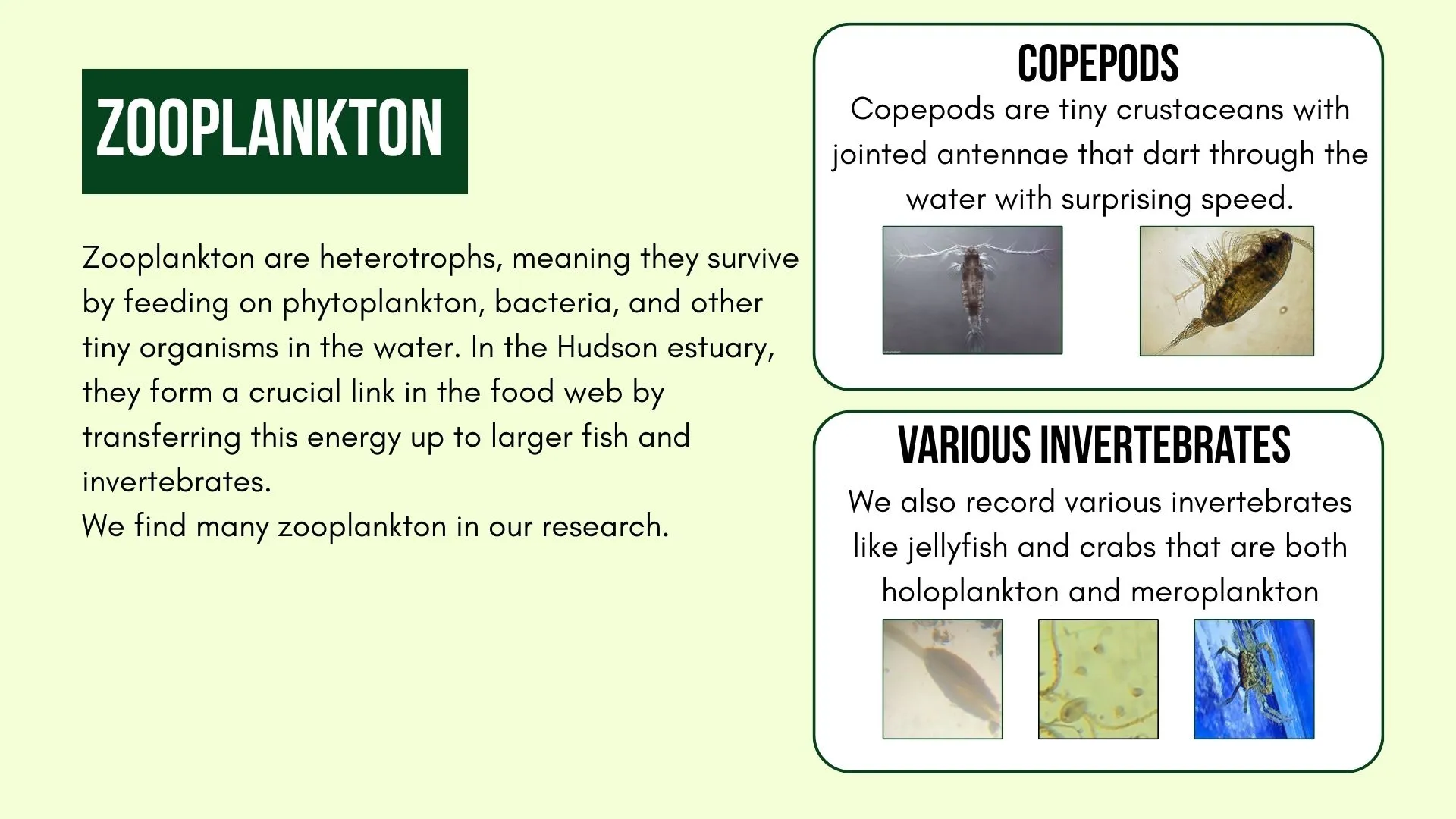 Introduction to Zooplankton