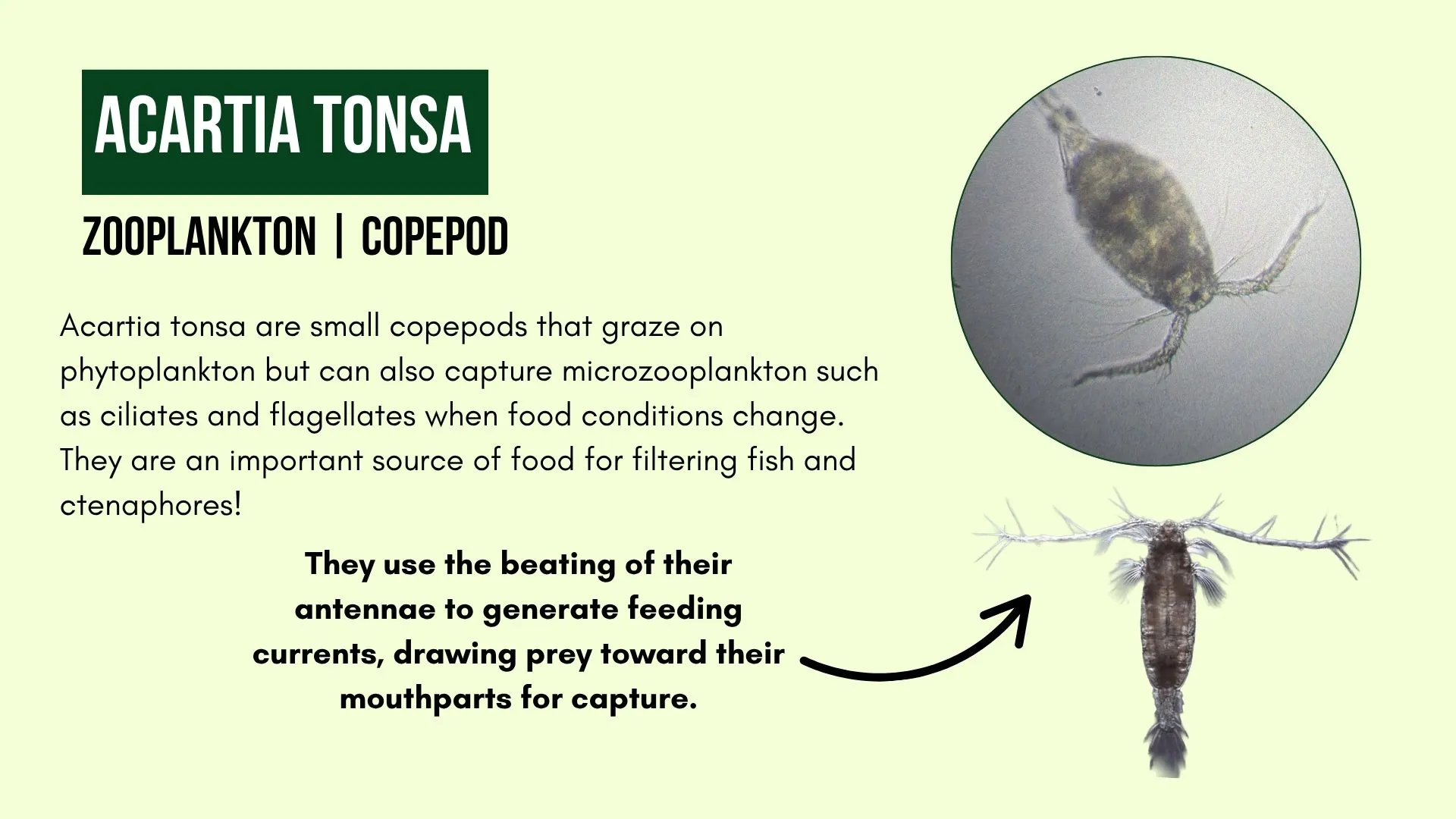 Zooplankton: Acartia Tonsa