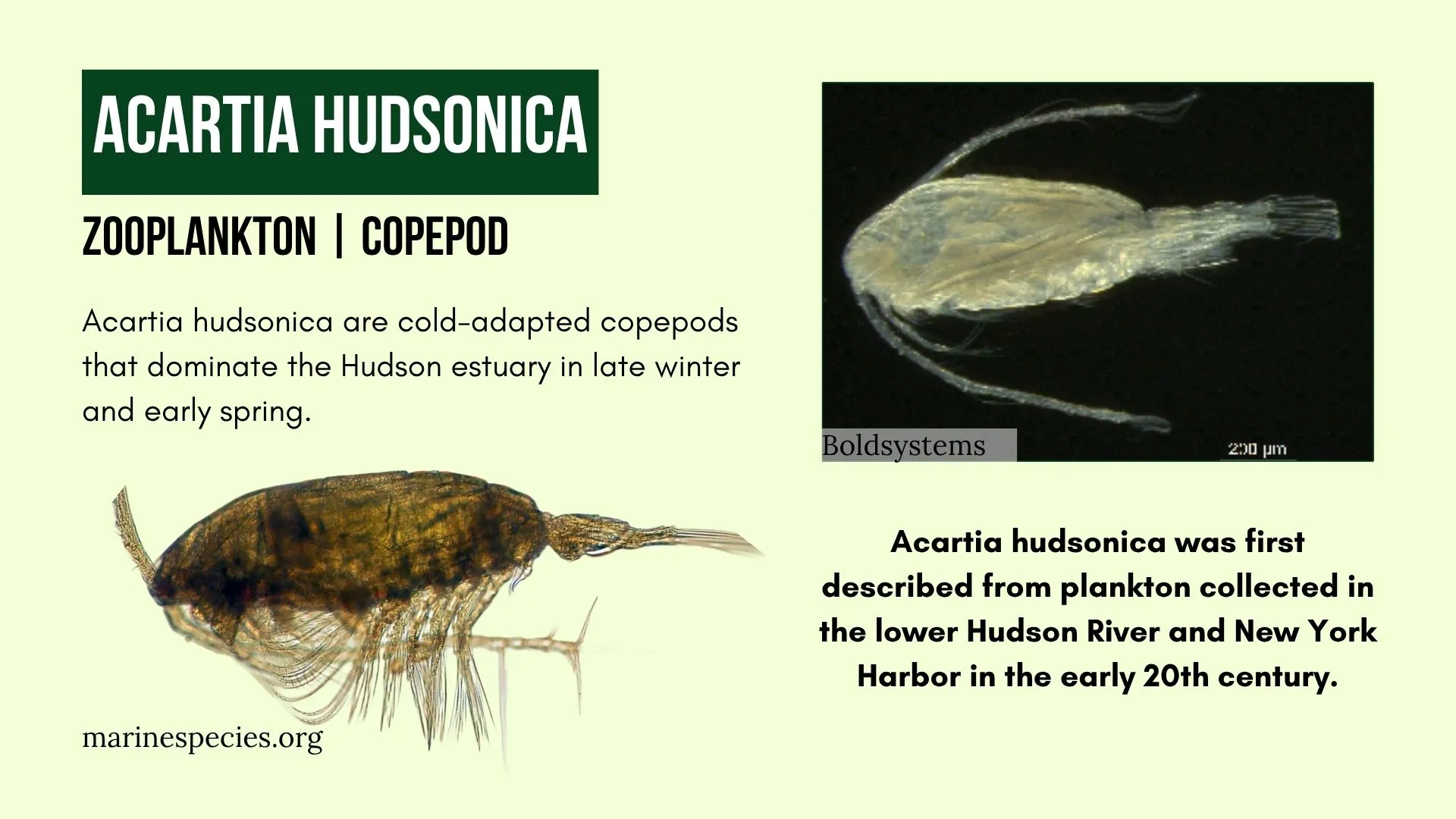 Zooplankton: Acartia Hudsonica