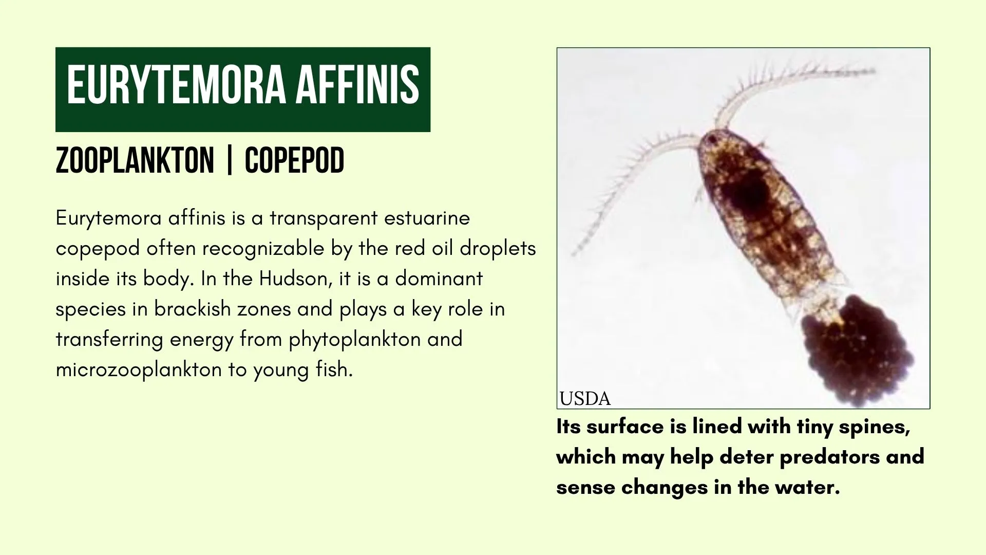 Zooplankton: Eurytemora Affinis