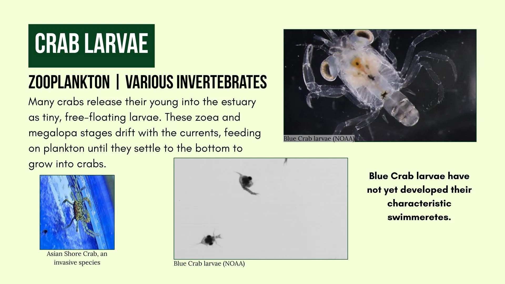 Zooplankton: Crab Larvae