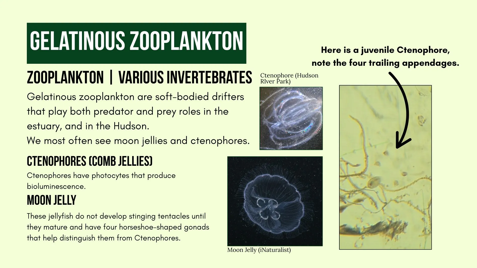 Zooplankton: Gelatinous Zooplankton