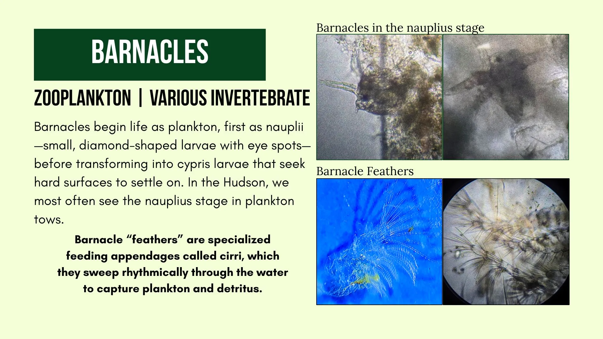 Zooplankton: Barnacles