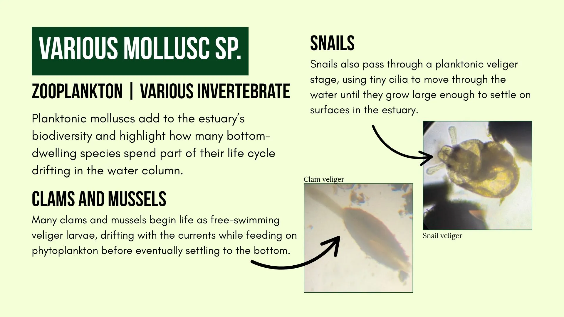 Zooplankton: Various Mollusc sp.