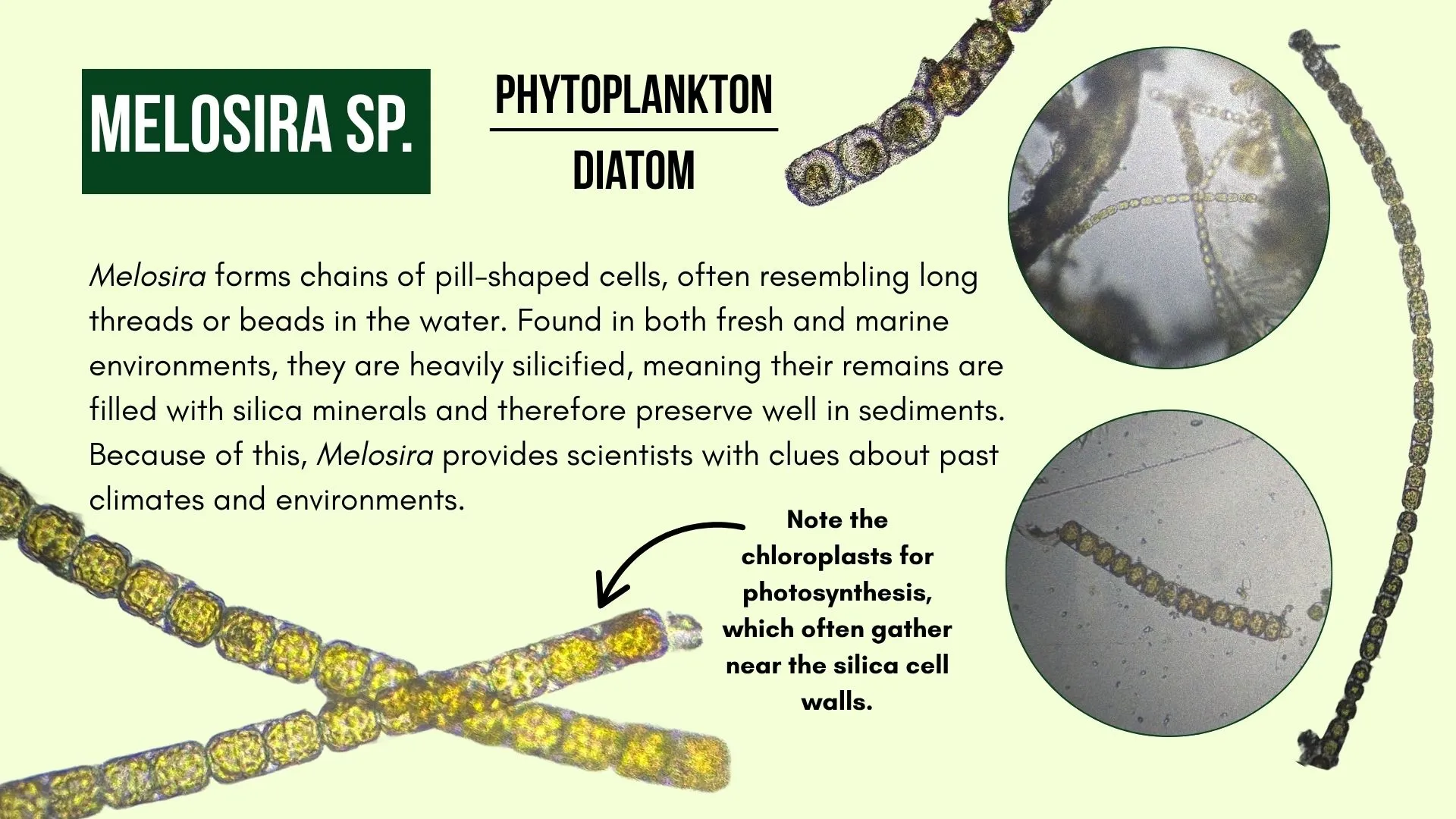 Phytoplankton: Melosira sp.
