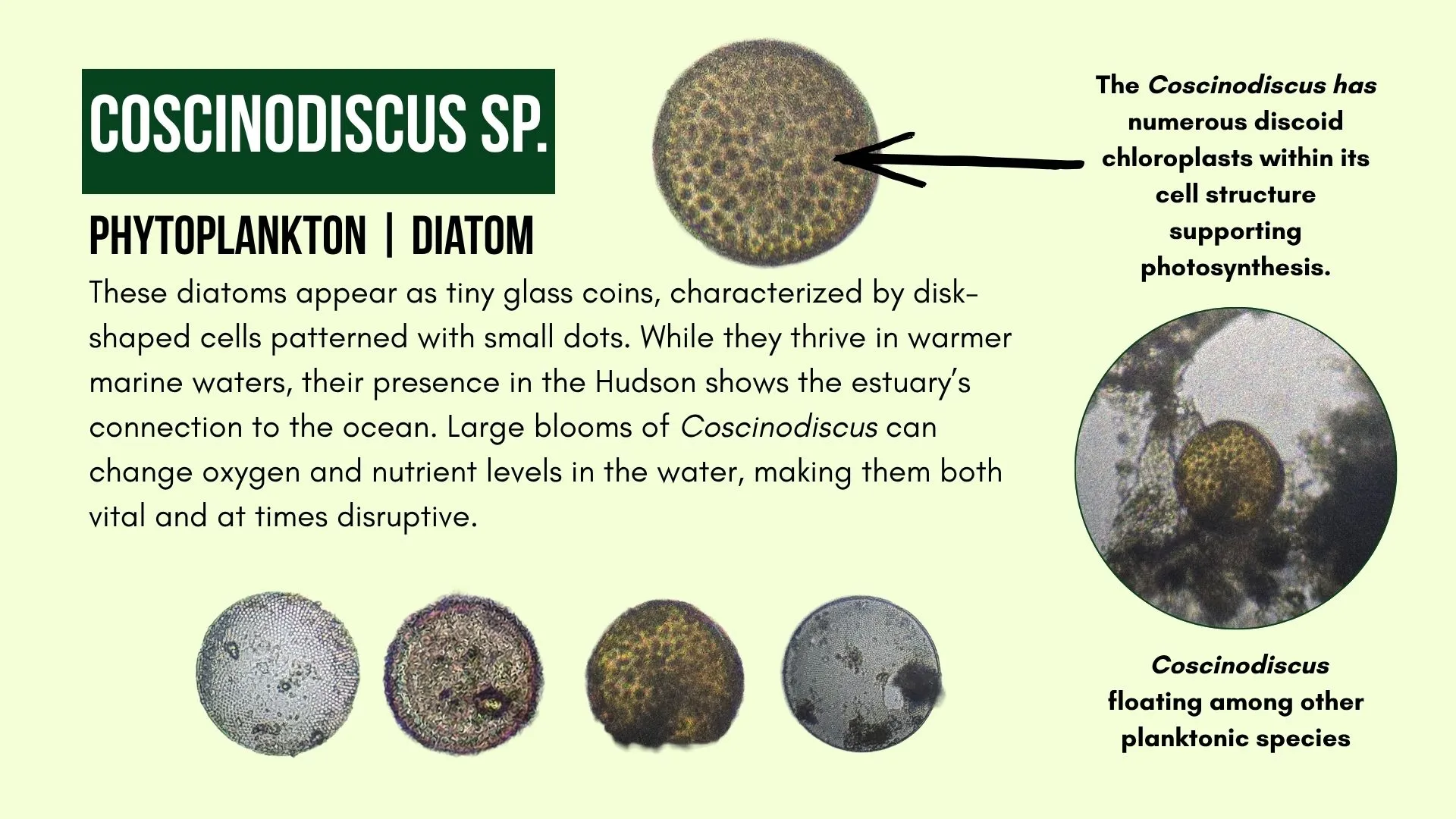 Phytoplankton: Coscinodiscus sp.