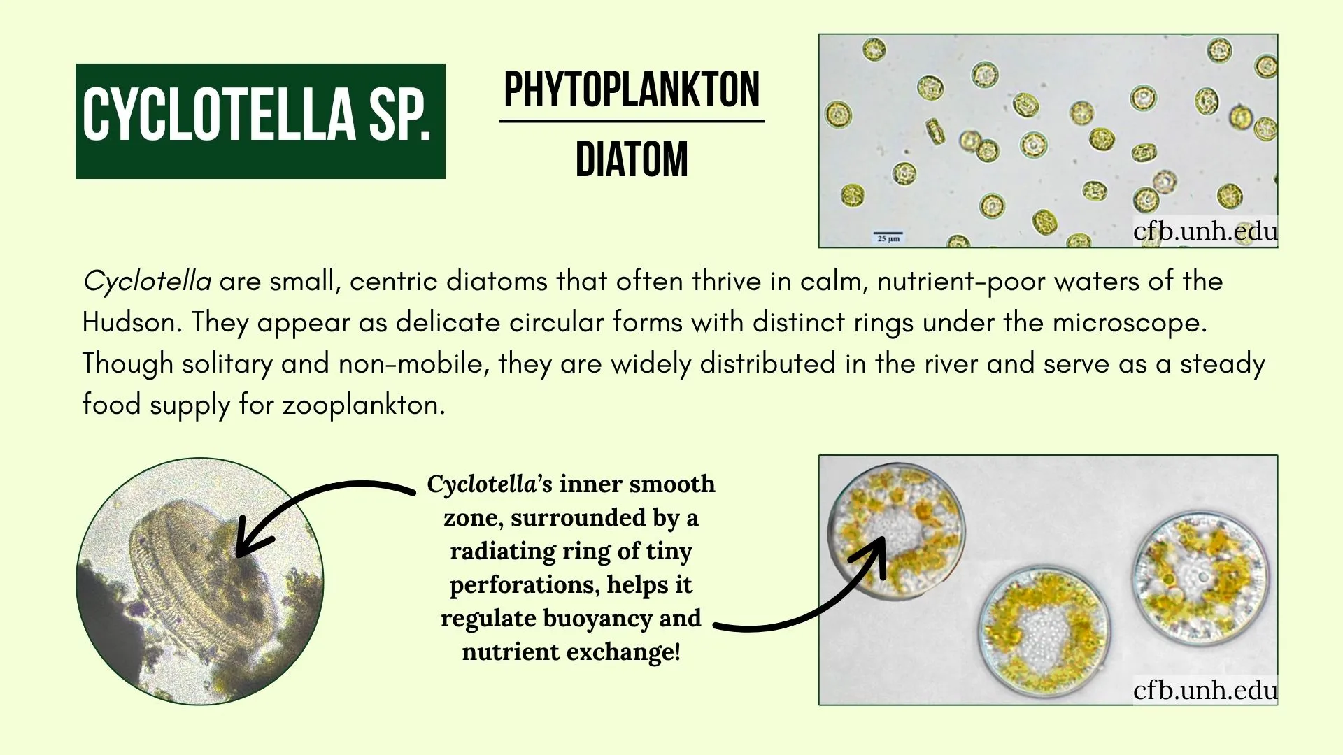 Phytoplankton: Cyclotella sp.