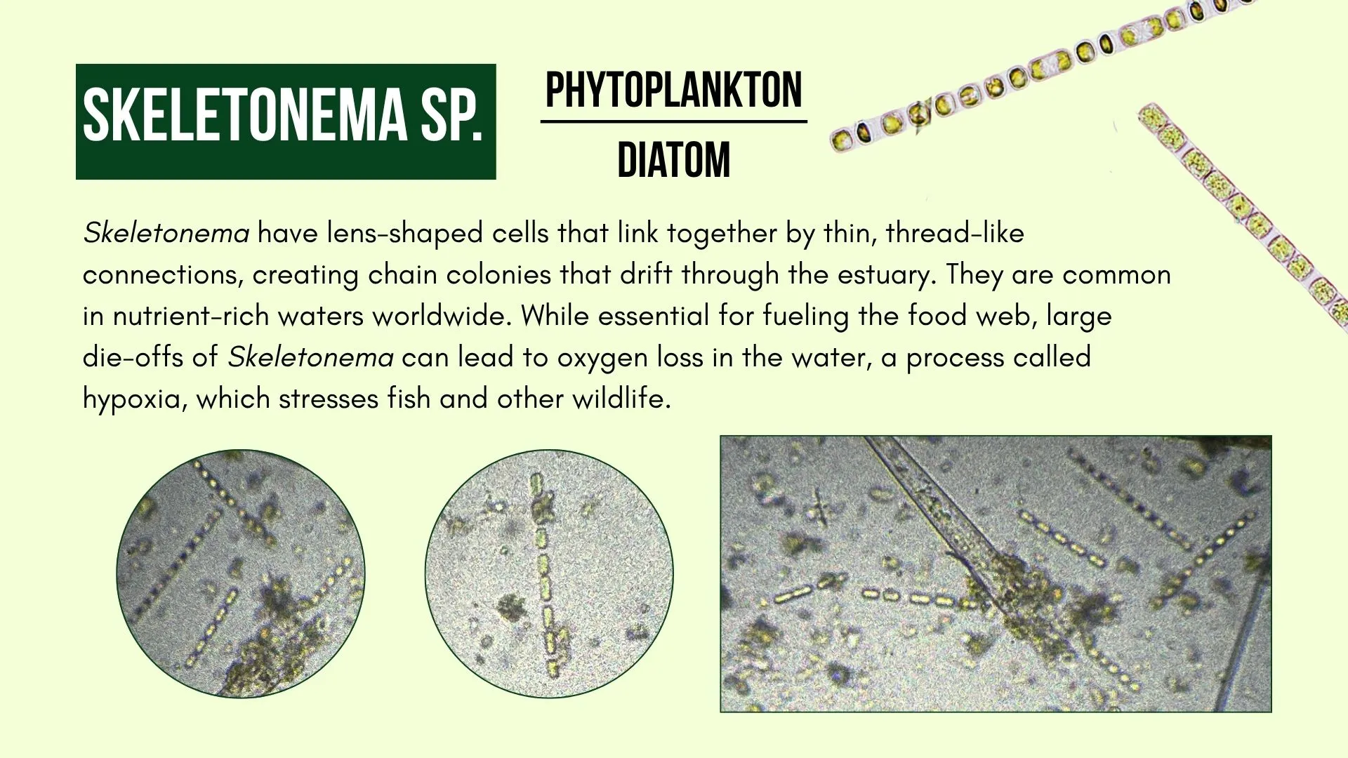 Phytoplankton: Skeletonema sp. 