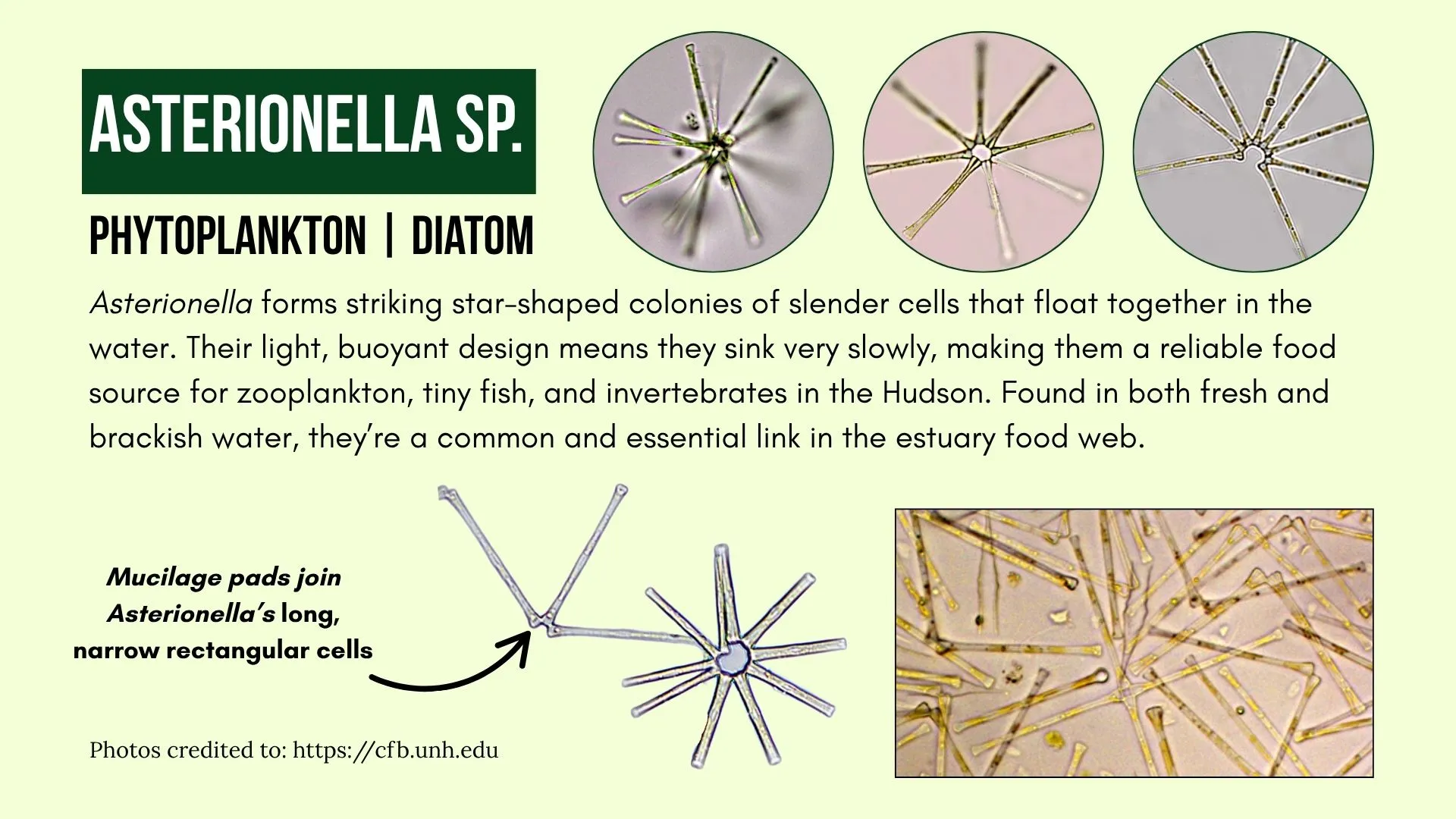 Phytoplankton: Asterionella sp.