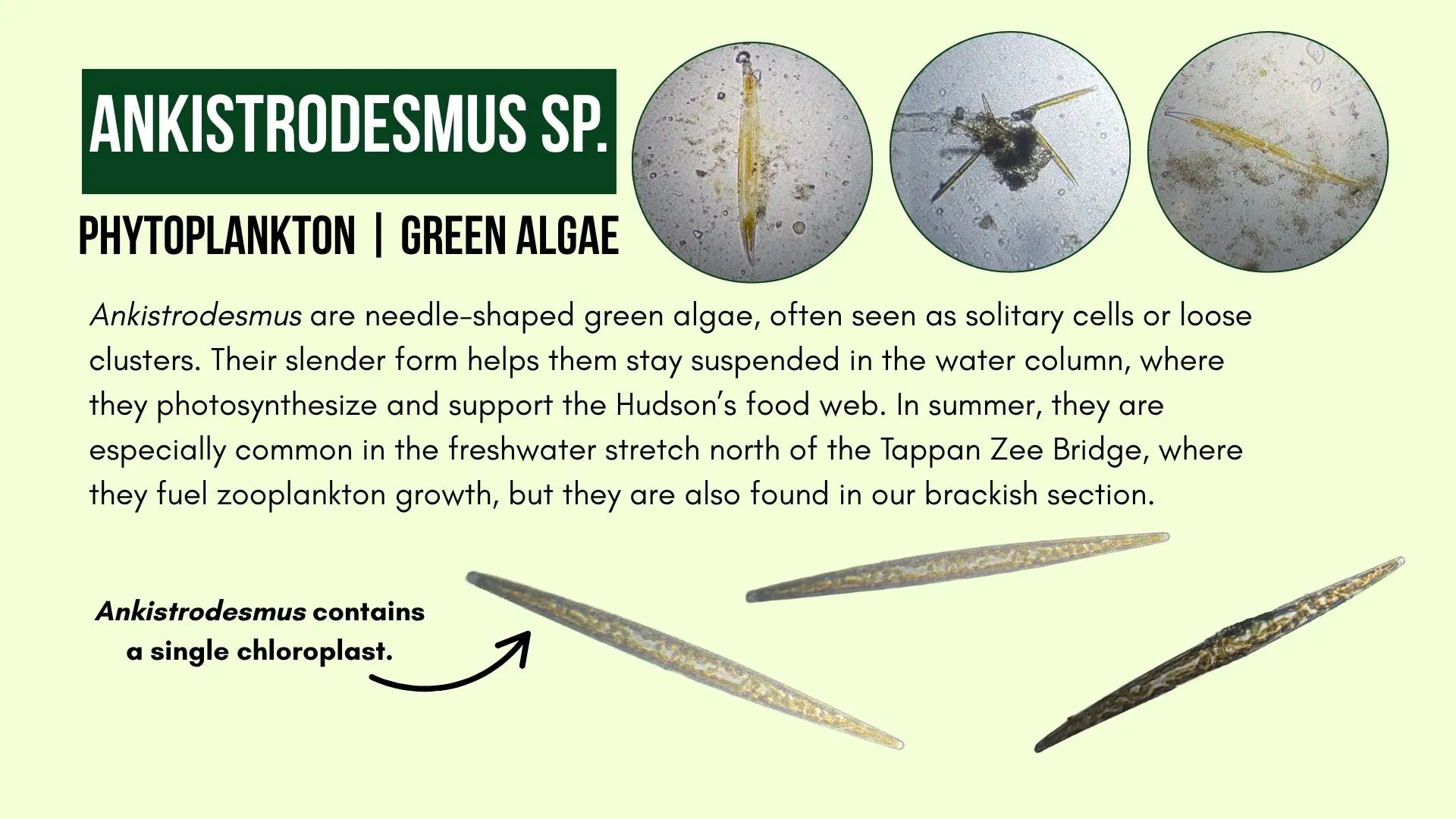 Phytoplankton: Ankistrodesmus sp.