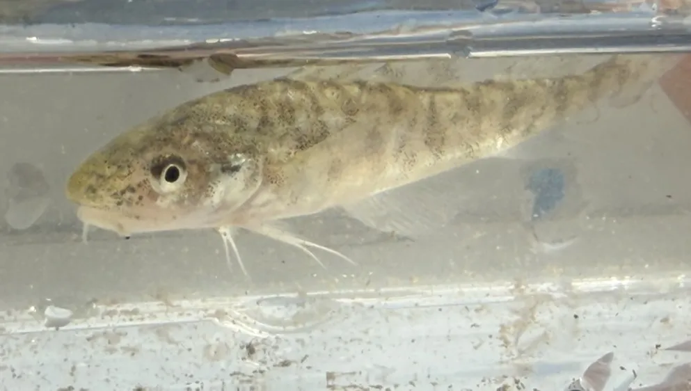 Atlantic Tomcod fish