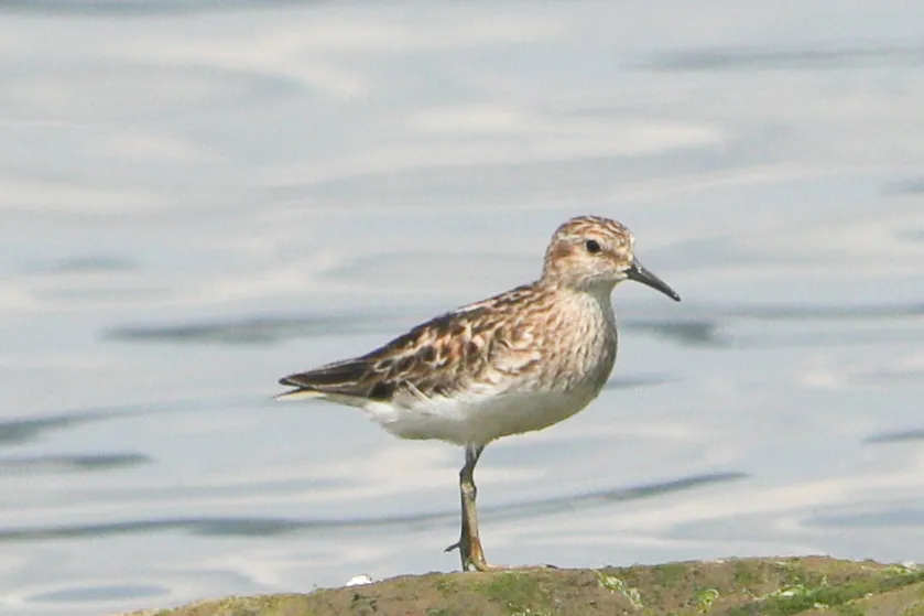Least Sandpiper 