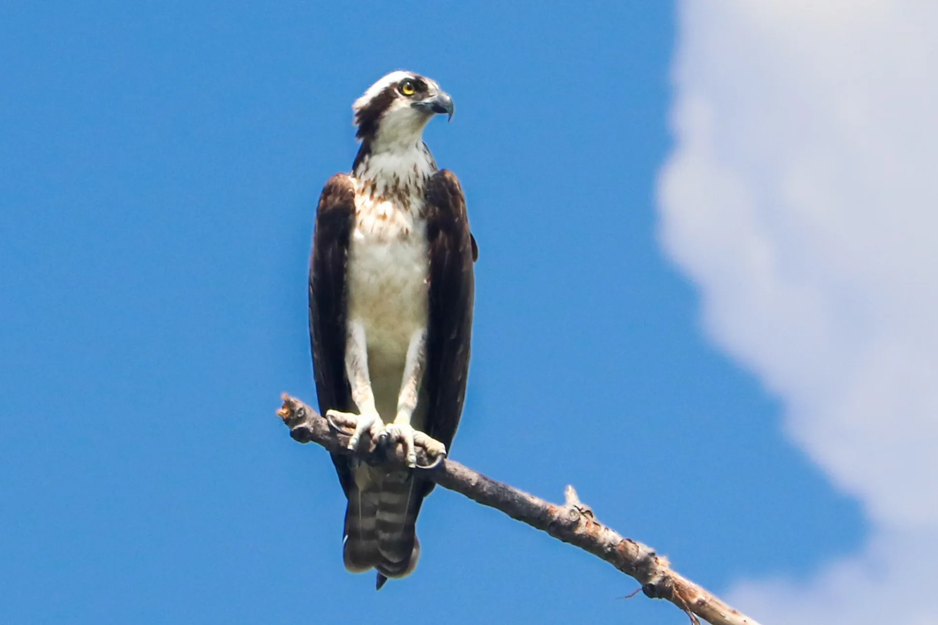 Osprey perched on a tree branch