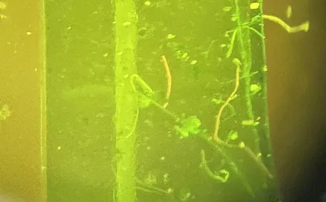 Microplastics are a widely observed form of plastic pollution ranging from 1 nanometer to <5 mm in size. The Field Station is equipped with the technology to illuminate any plastics that may be in the Hudson.