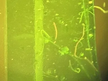 Orange microfibers underneath a microscope