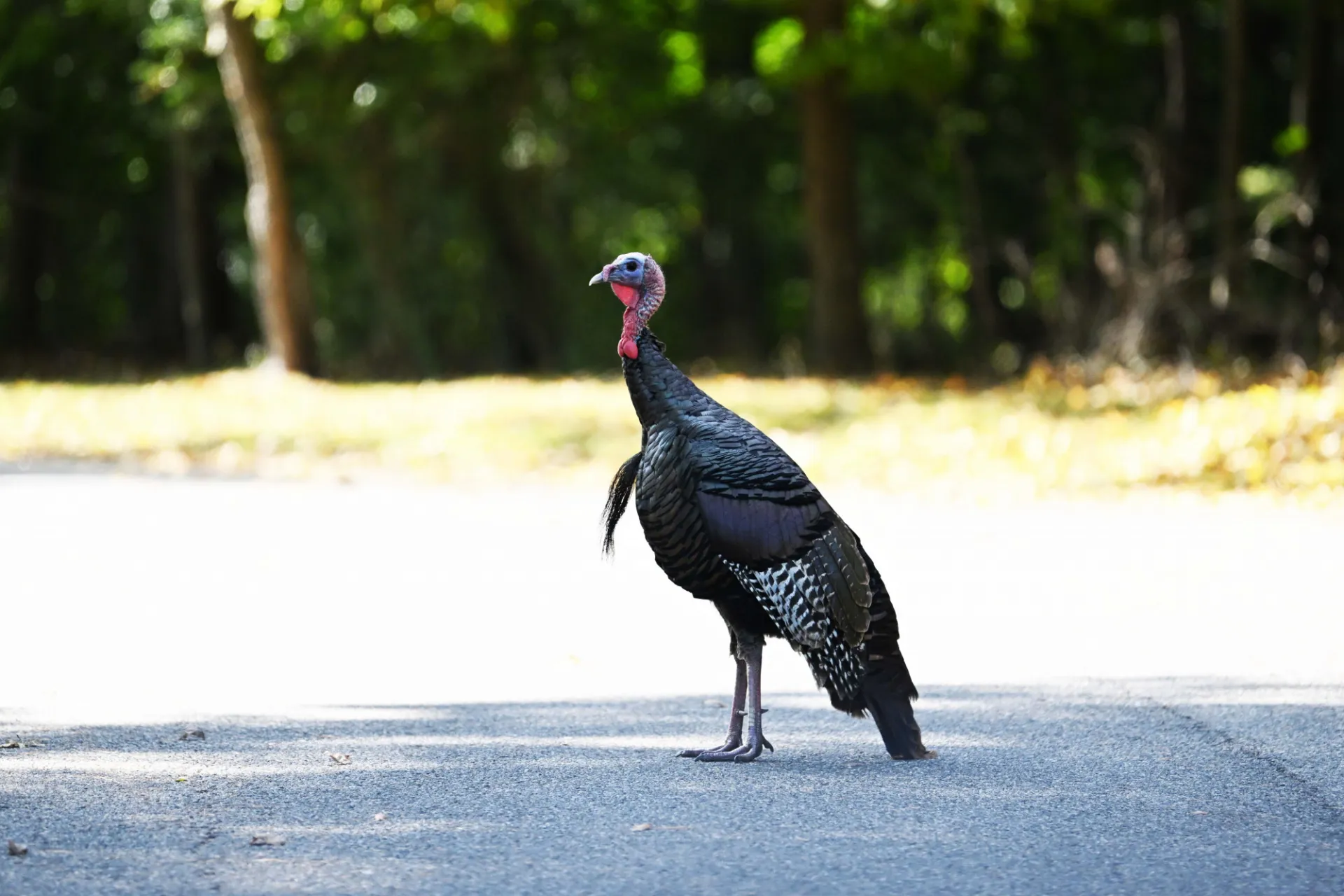 Wild Turkey. Credit: Eileen Barroso