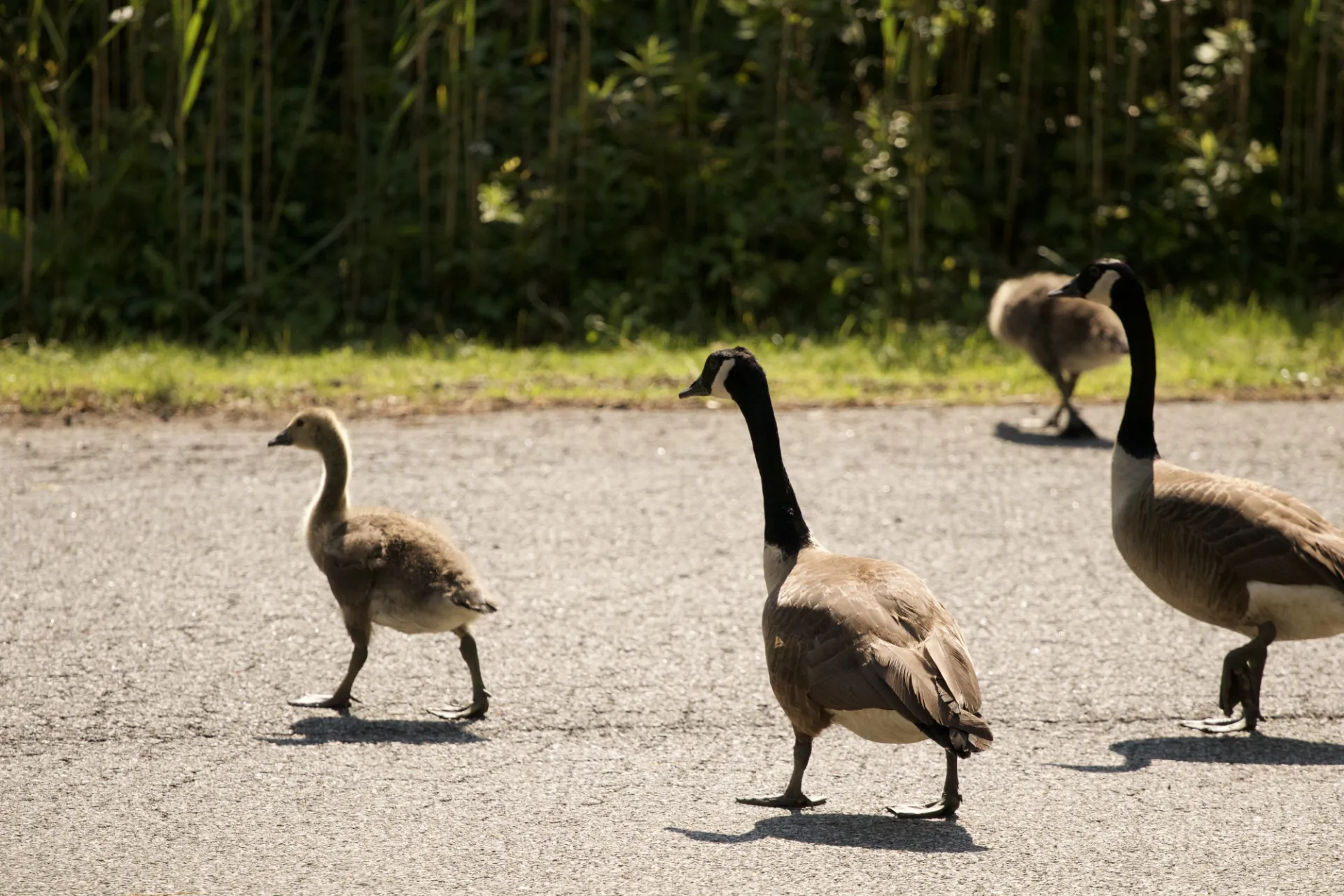 Canada Goose and Goslings. Credit: Kayla Tozier