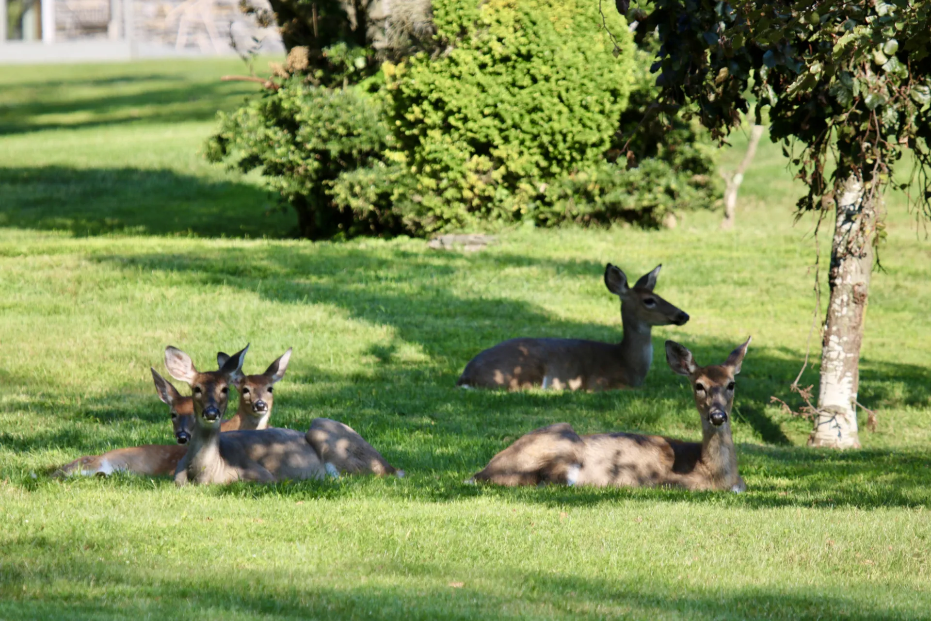 Deer Lounging. Credit: Timothy Trimble
