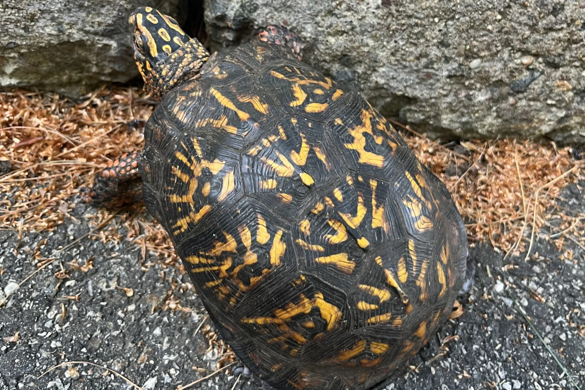 Eastern Box Turtle. Credit: Sheean Haley