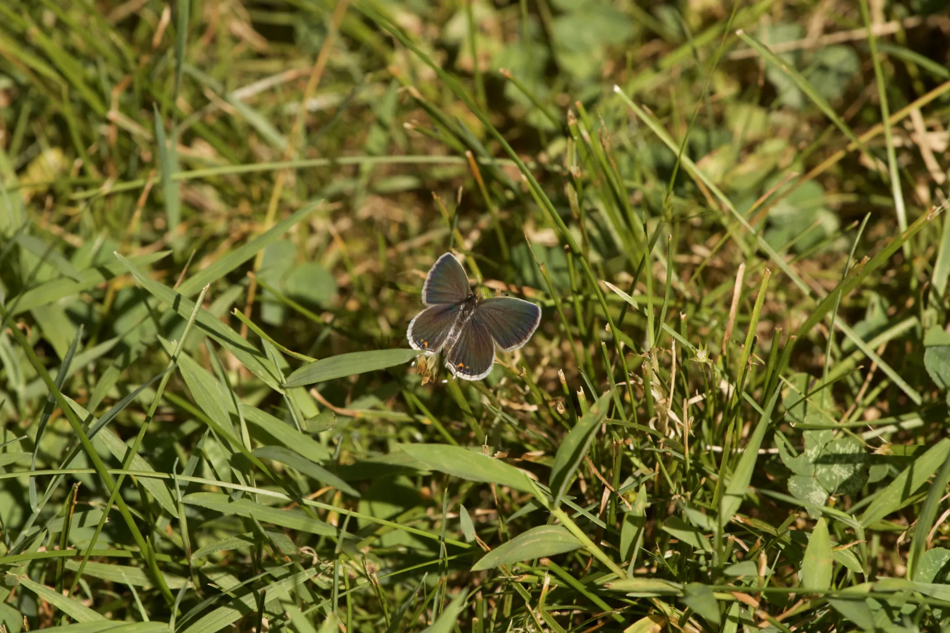 Eastern-Tailed Blue Butterfly. Credit: Kayla Tozier