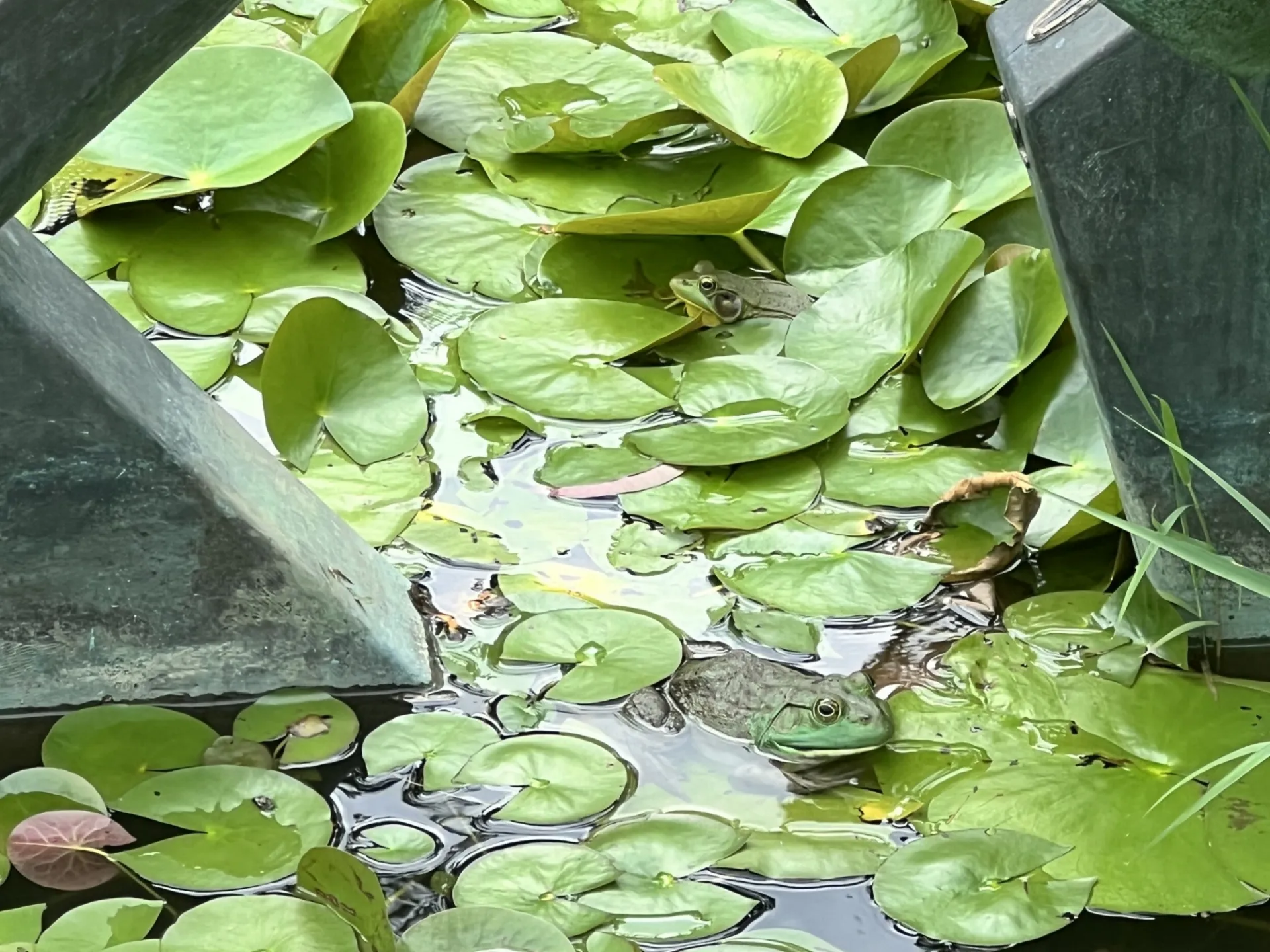 Frogs Hiding in Plain Site. Credit: Timothy Trimble