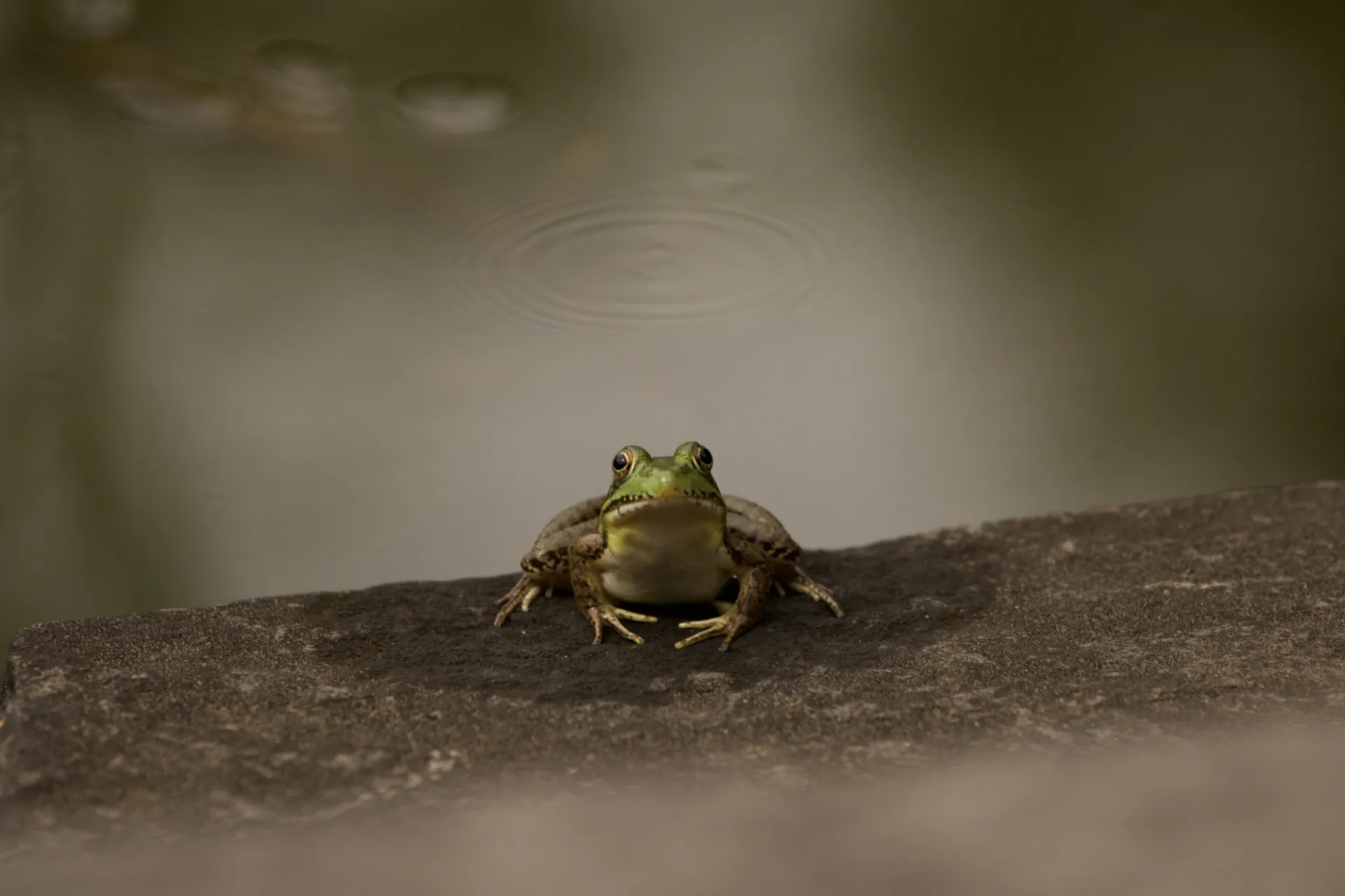 Green Frog. Credit: Kayla Tozier