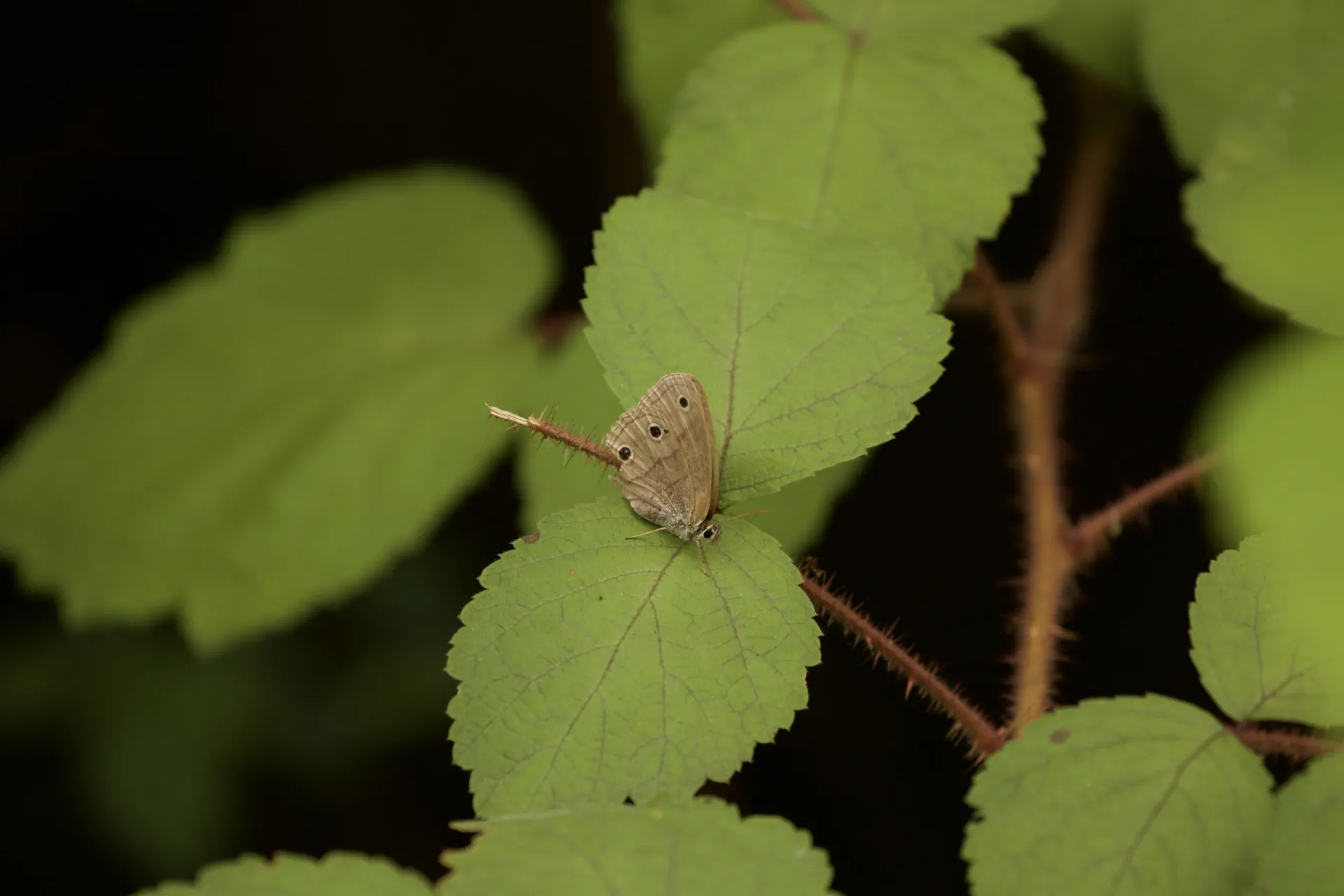 Little Wood Satyr Butterfly. Credit: Kayla Tozier