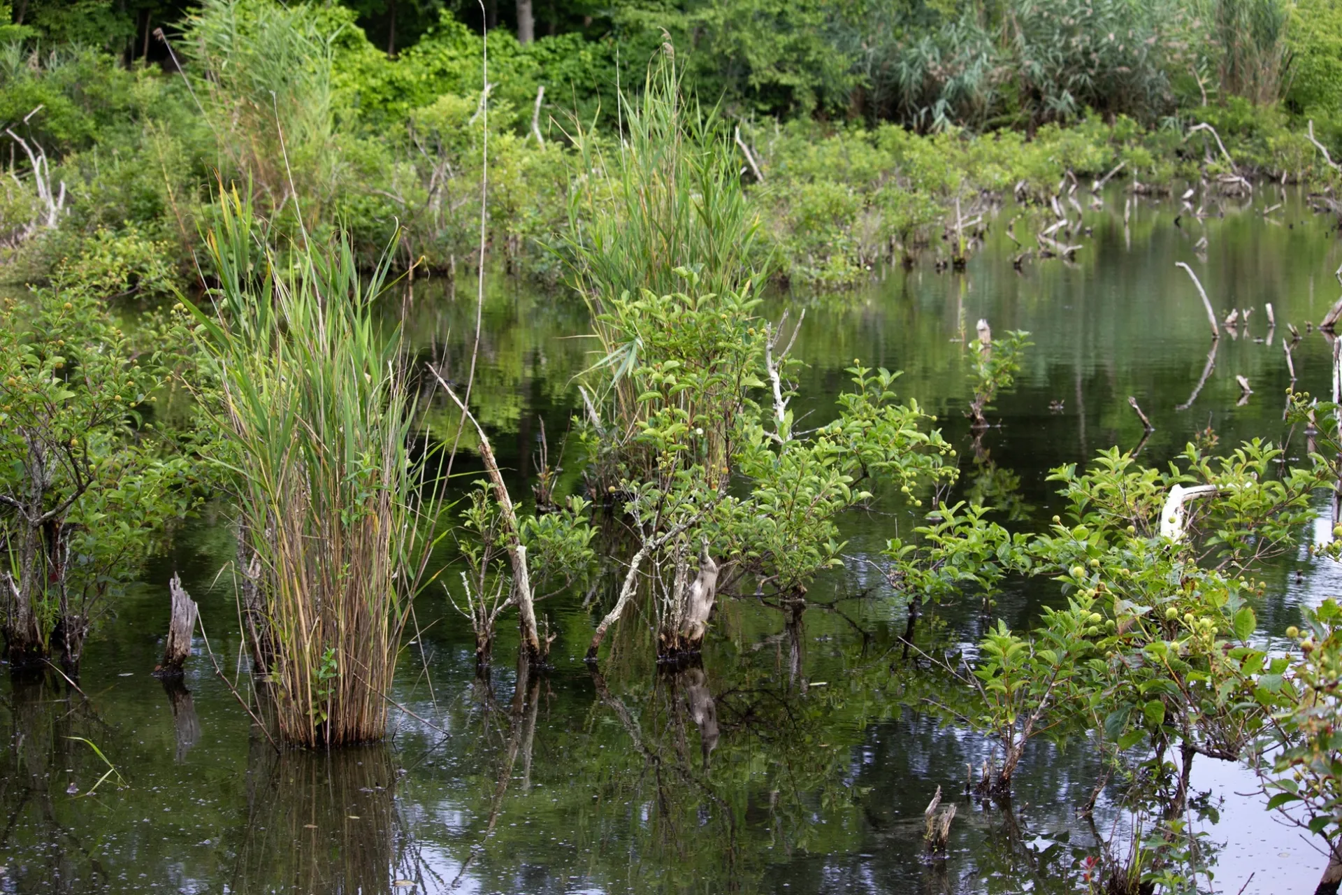 Marsh. Credit: Miriam Cinquegrana