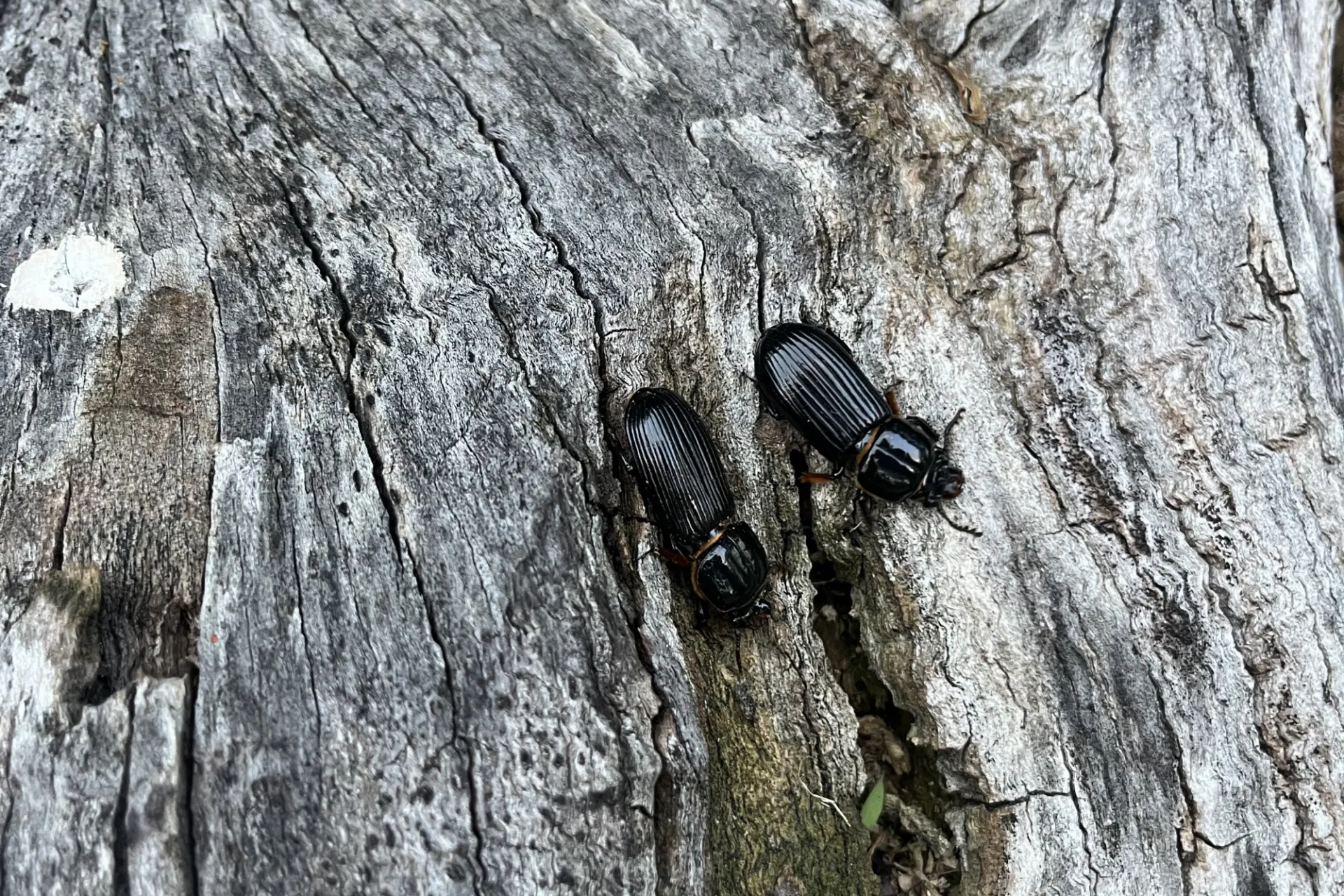Patent Leather Beetles. Credit: Sheean Haley
