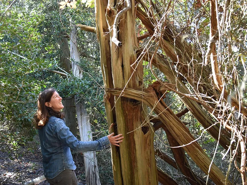 Lamont Tree Ring Scientist Nicole Davi Admires Remains of an Ancient Forest Inhabitant - Credit: Kevin Krajick