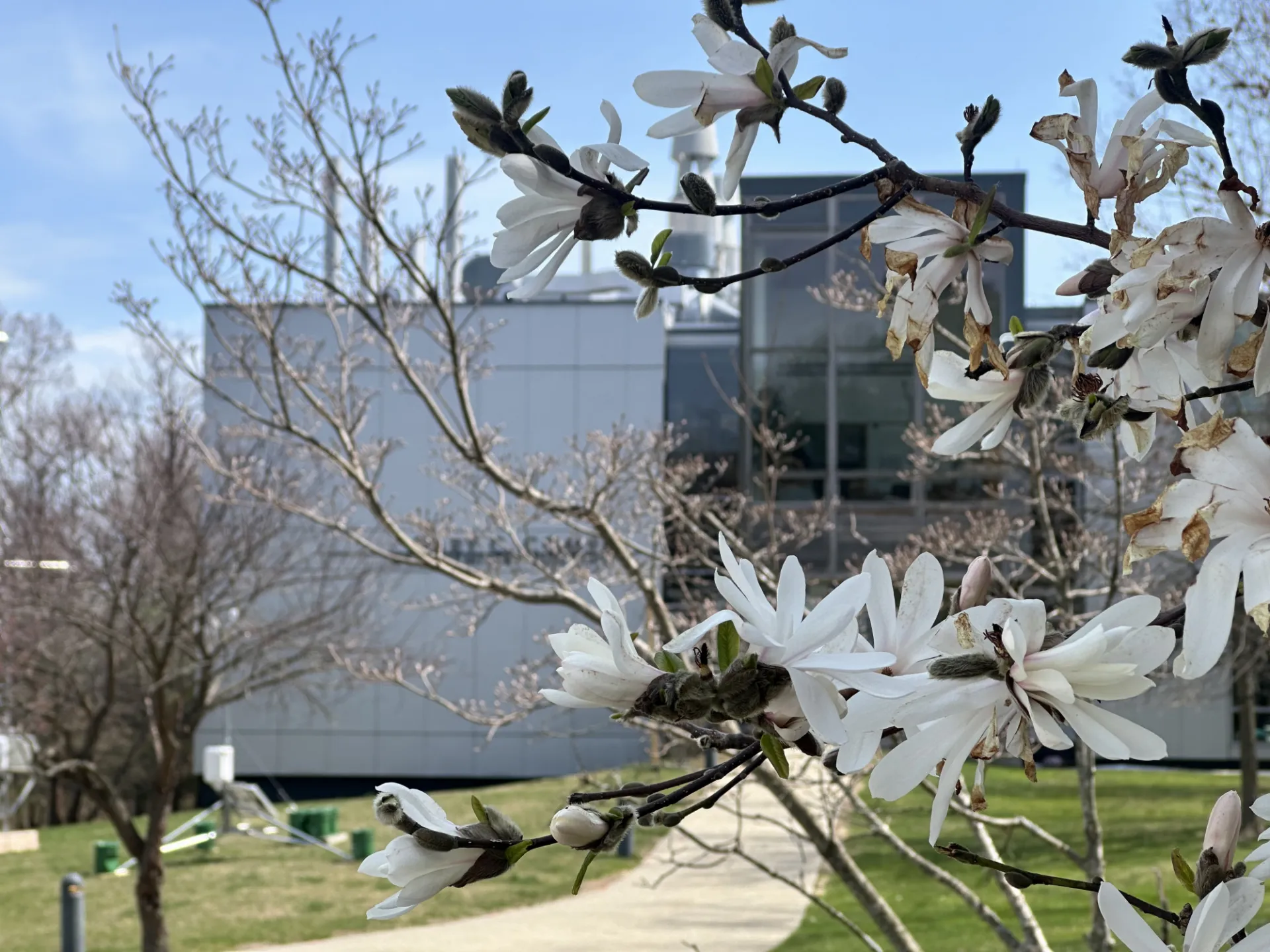 Evidence of spring 2025 at Comer Building, Lamont-Doherty Earth Observatory. Credit: Kelly Fenton-Samuels, Lamont-Doherty Earth Observatory