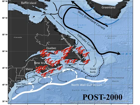Since 2000, lobster populations (red markers) have moved north along the coasts of New England and southern Canada, and the influence of the warm Gulf Stream current (white) has increased. Courtesy Joaquim Goes