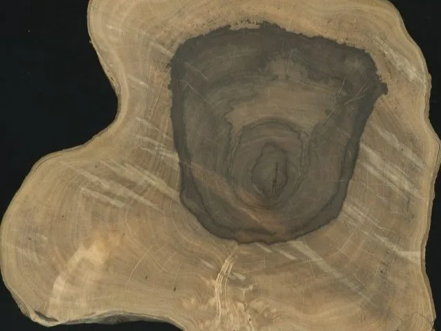 A sample from the tropical tree species Machaerium nyctitans