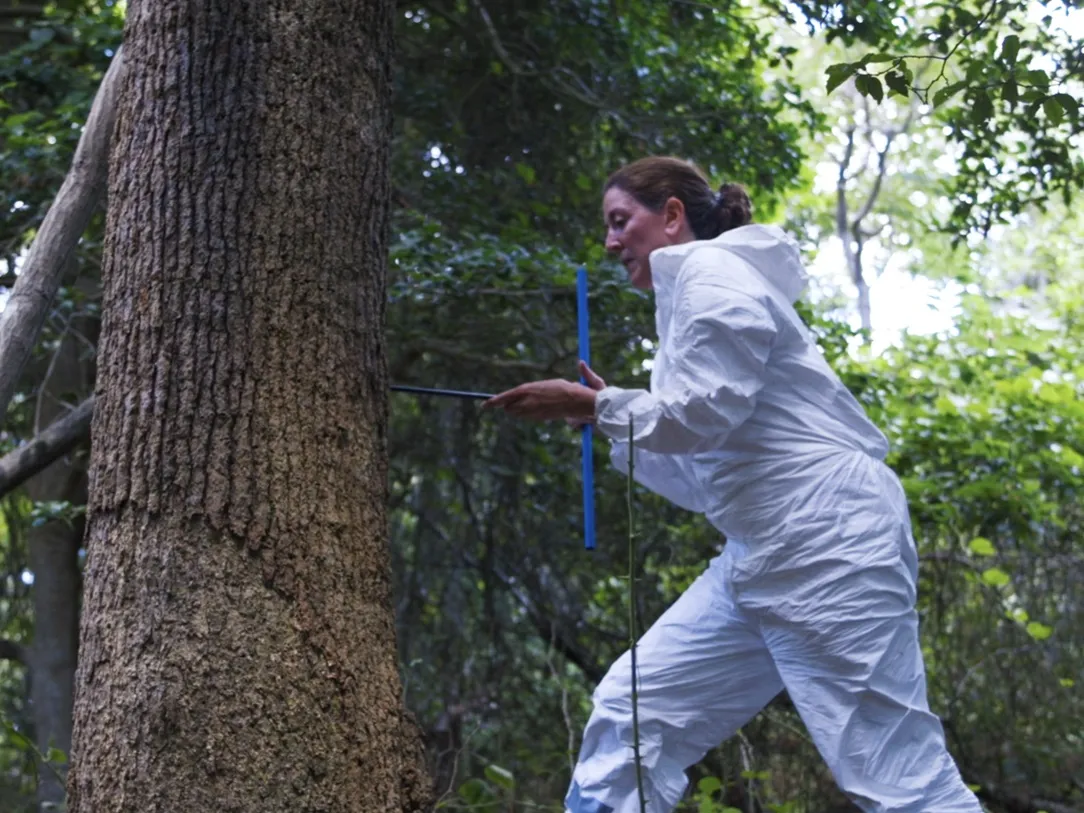 Tree-ring scientist Nicole Davi collecting cores from oak trees on Fire Island National Park.