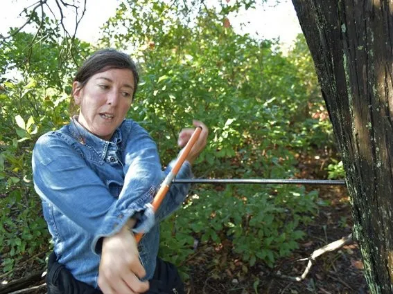 Nicole Davi cores a section of growth rings from a red cedar