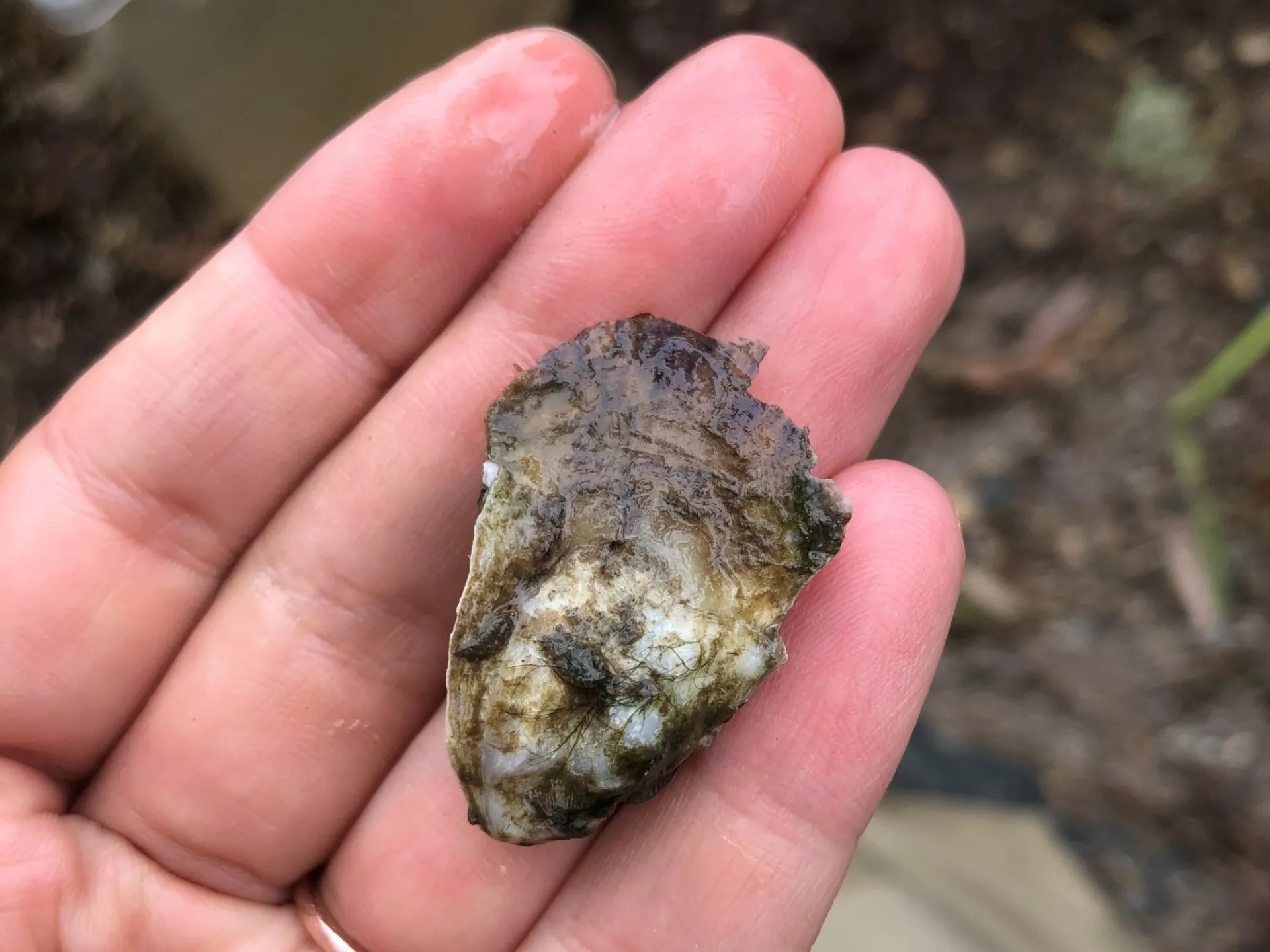 Oyster. Credit: Laurel Zaima