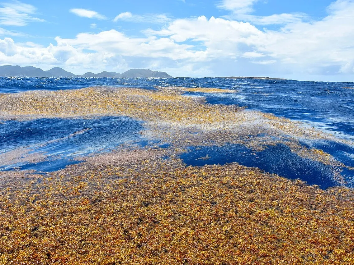 Large patches of Sargassum adrift near the island of Saint Martin. Credit: VELY Michel via Wikimedia Commons