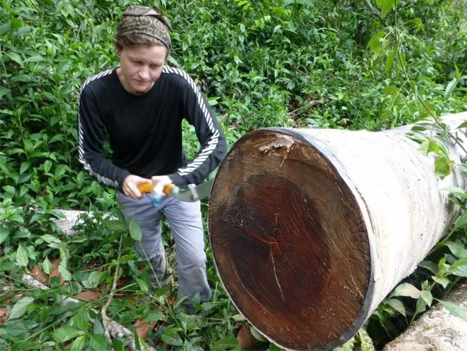 Sawing a cross-section of Pseudolmedia rigida in the Madidi National Park in Bolivia. Credit: Laia Andreu-Hayles