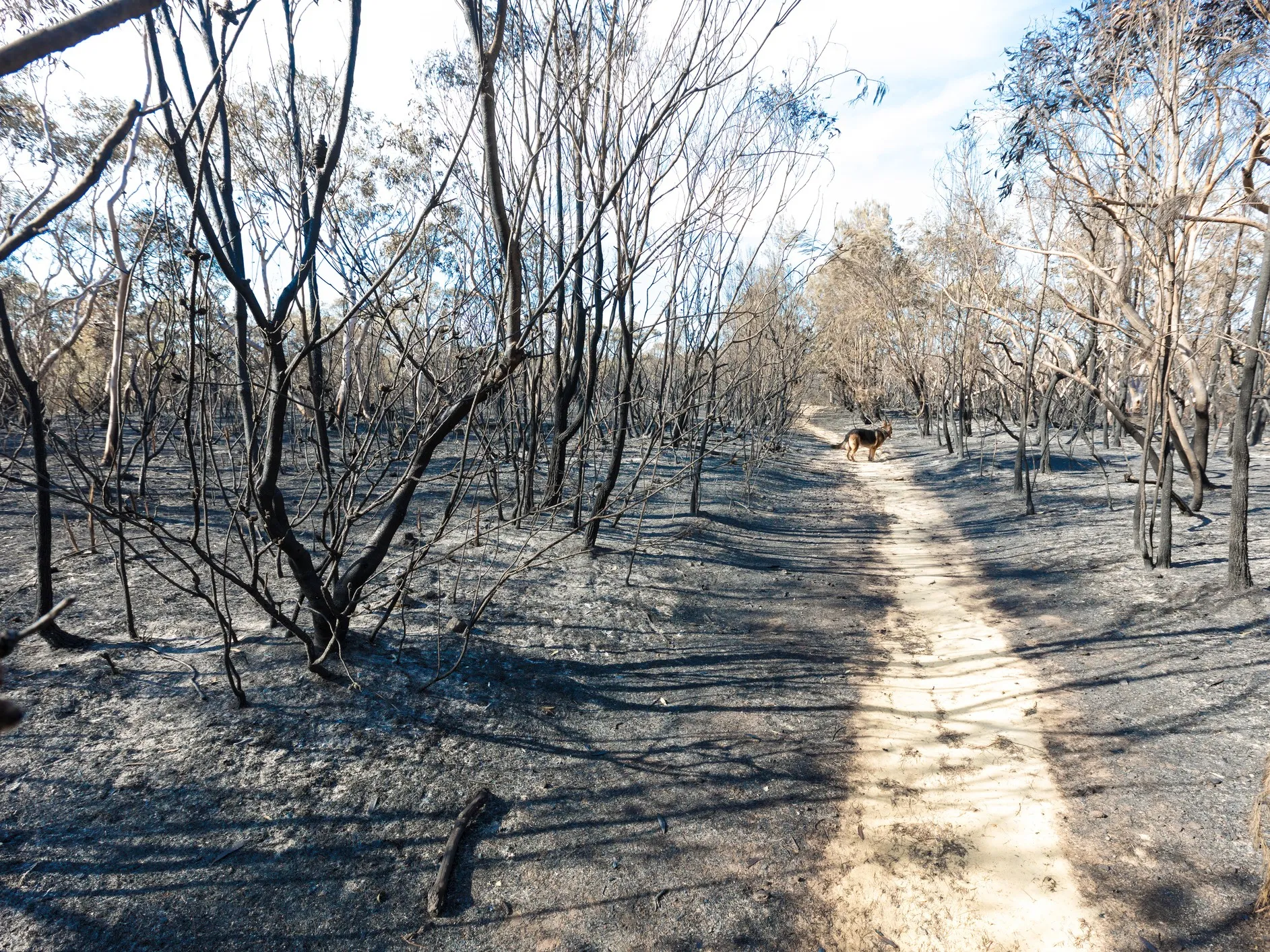 Scorched earth and blackened tree trunks caused by a large bush fire in the southern Sydney suburb of Barden Ridge. Credit: John Dowling / iStock