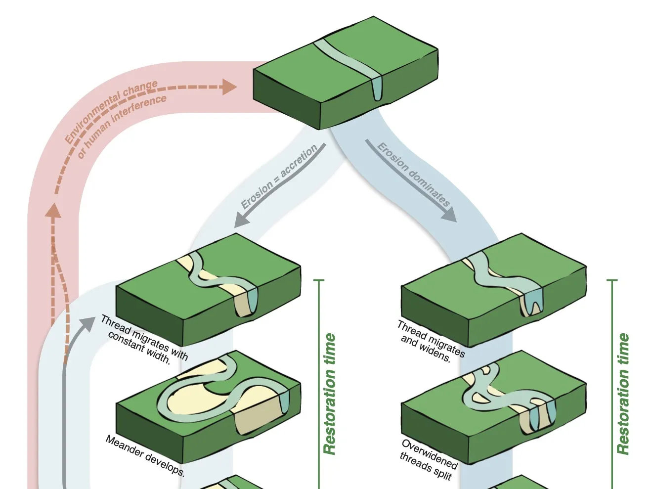 Illustration of single vs. multichannel rivers. Rivers can follow one of two trajectories depending on the balance between bank erosion and deposition. Credit: Chadwick et al.